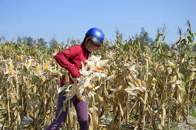 Thu hoạch ngô trong mô hình thâm canh cây trồng cạn