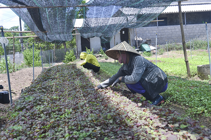 Người dân rất cần được vay vốn hỗ trợ lãi suất để phát triển sản xuất