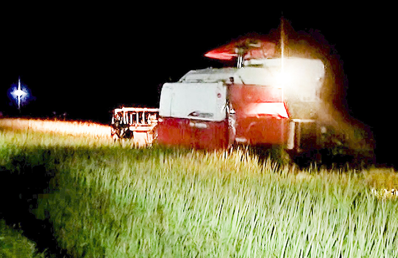 Gặt lúa đêm ở Vĩnh Linh