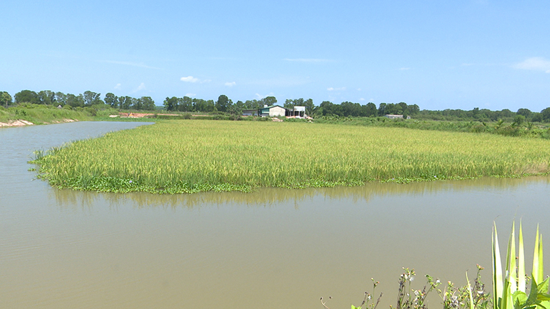 Nhiều diện tích ruộng trũng ở xã Cam Thanh được chuyển sang mô hình lúa-cá