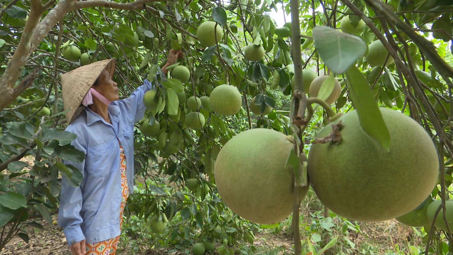 Hiệu quả bước đầu từ mô hình “cải tạo vườn tạp, nâng cao hiệu quả kinh tế vườn”  ở xã Cam Hiếu