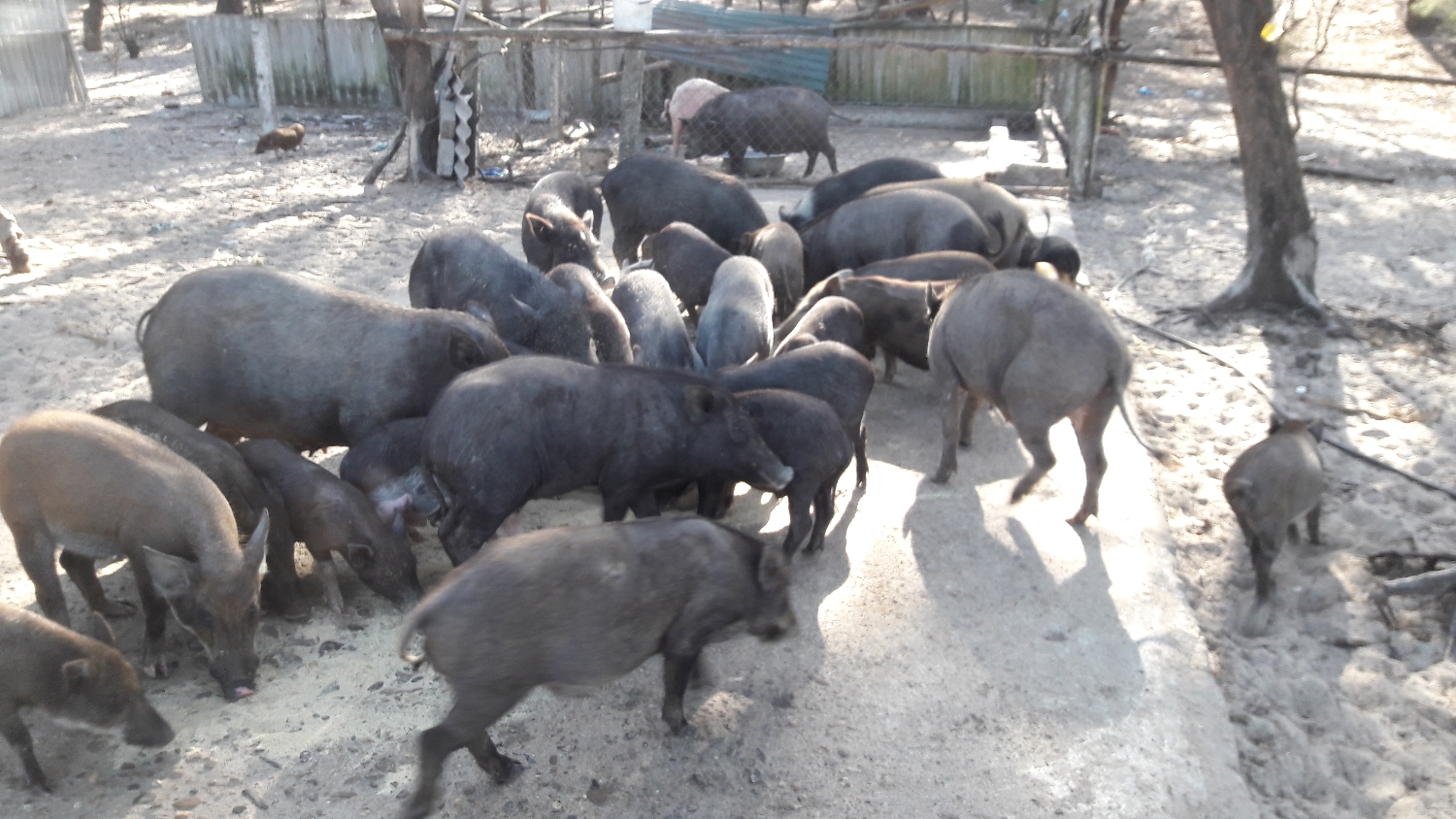 Kết quả chuyển đổi sinh  kế cho ngư  dân vùng biển Huyện Gio Linh