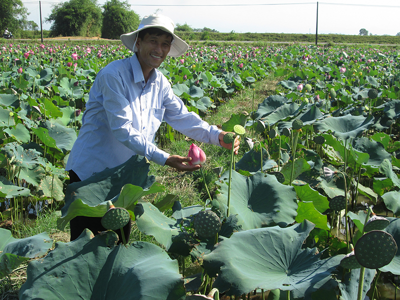 Anh Quý đang chăm sóc ao sen