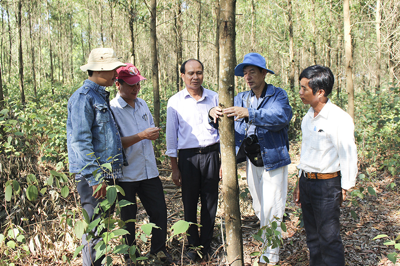 Cán bộ kỹ thuật kiểm tra mô hình keo lai ở huyện Cam Lộ