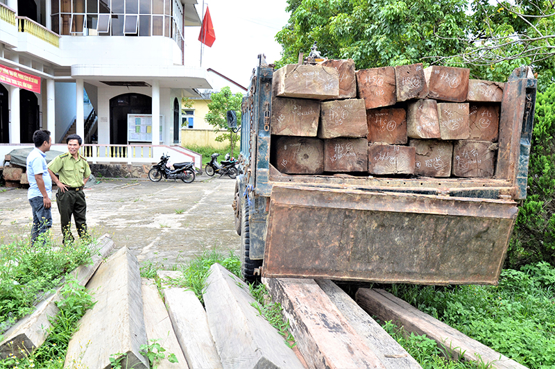 Số gỗ tang vật thu giữ trong các đợt truy quét lâm tặc của Hạt Kiểm lâm huyện Đakrông