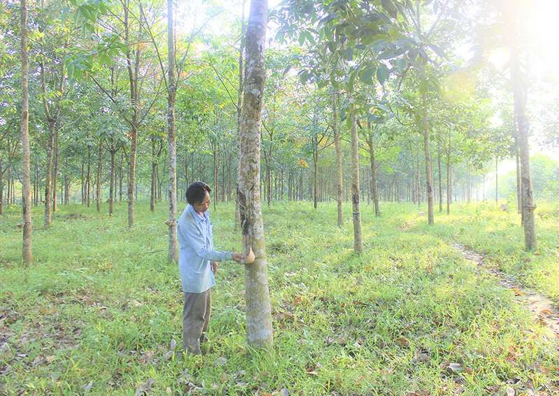 Trồng cao su tiểu điền ở xã Triệu Ái, huyện Triệu Phong
