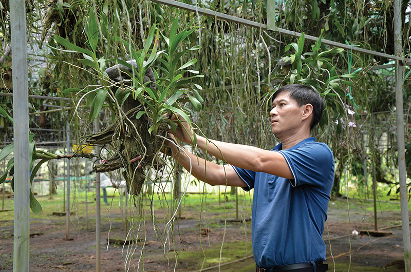 Anh Thông chăm sóc vườn lan của mình