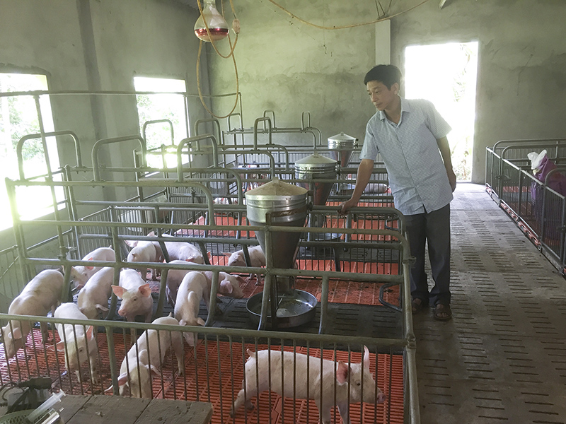 Trang trại chăn nuôi heo của anh Hồ Minh Đức ở khóm 7, thị trấn Khe Sanh