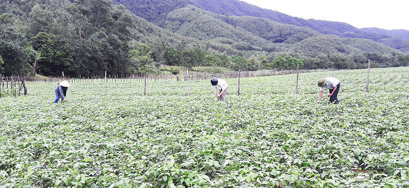Lối mở để cây lạc và đậu xanh ở Triệu Nguyên phát triển bền vững