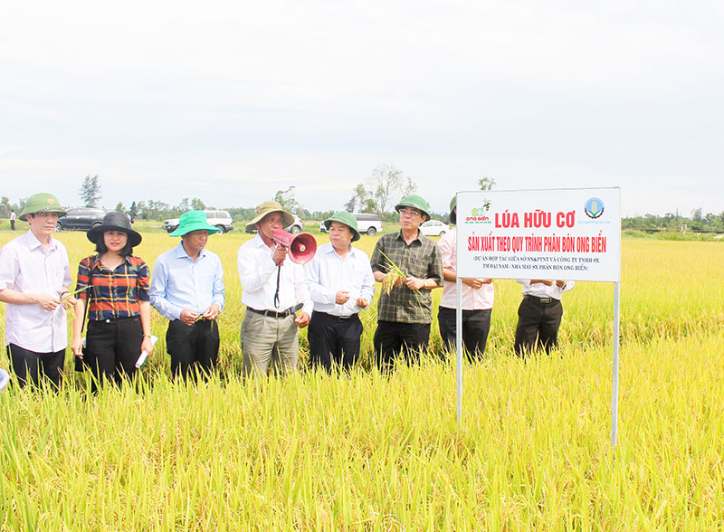 Chủ tịch UBND tỉnh Quảng Trị Nguyễn Đức Chính kiểm tra đồng ruộng sản xuất lúa hữu cơ theo nhu cầu thị trường tại huyện Gio Linh