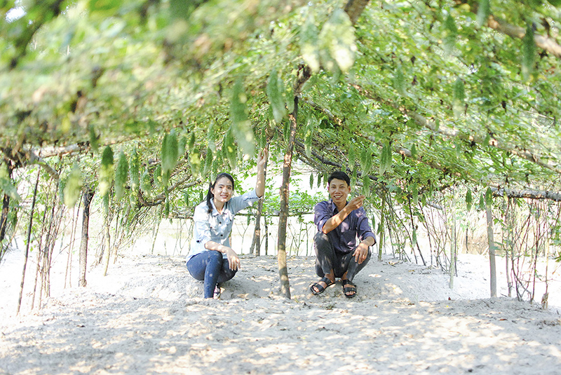 Mô hình trồng mướp đắng tại xã Triệu Vân, Triệu Phong