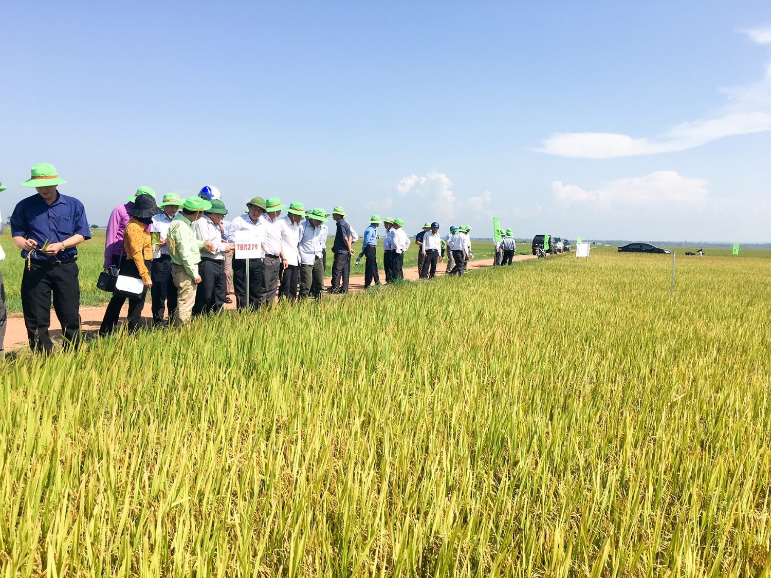 Nhiều HTX triển khai ứng dụng sản xuất giống lúa mới có hiệu quả