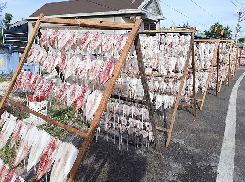 Chế biến mực tươi xuất khuẩn ở xã Triệu An, huyện Triệu Phong