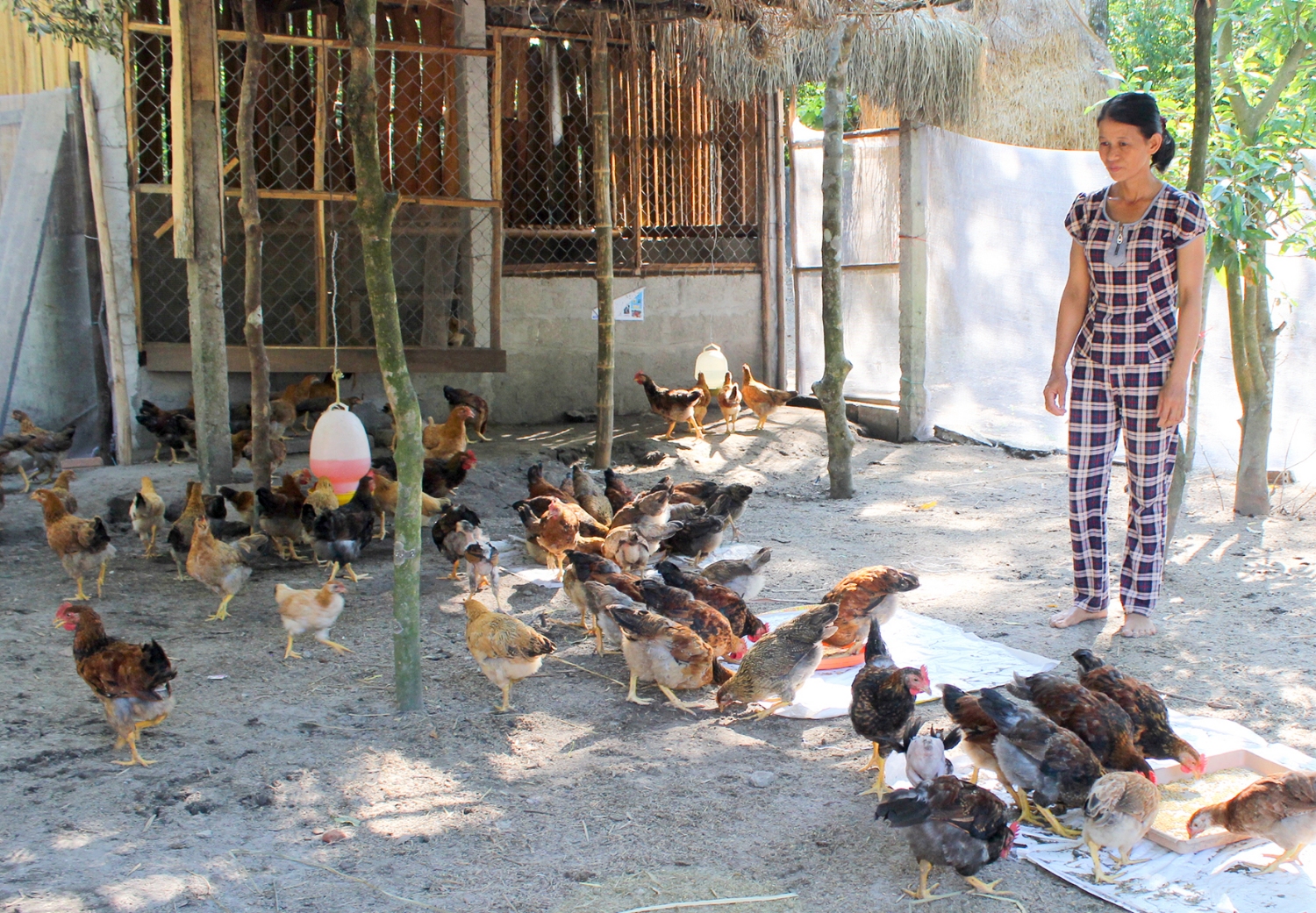 Một mô hình chăn nuôi gà sử dụng đệm lót sinh học