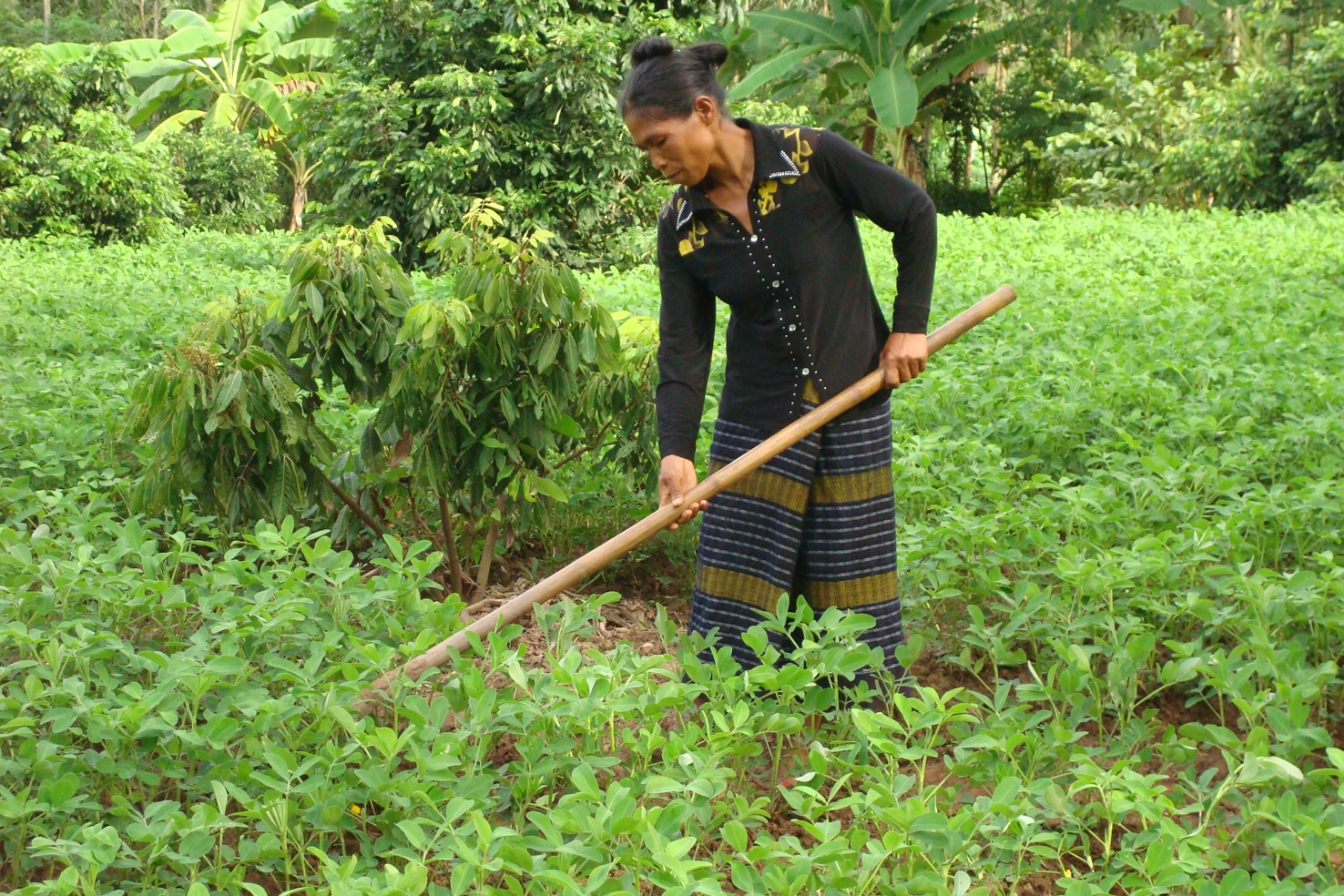 Bà con dân tộc chăm sóc hoa màu