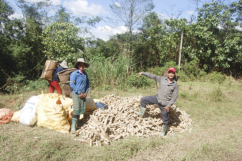 Đồng bào dân tộc thiểu số thu gom sắn trên nương rẫy về nhập cho nhà máy