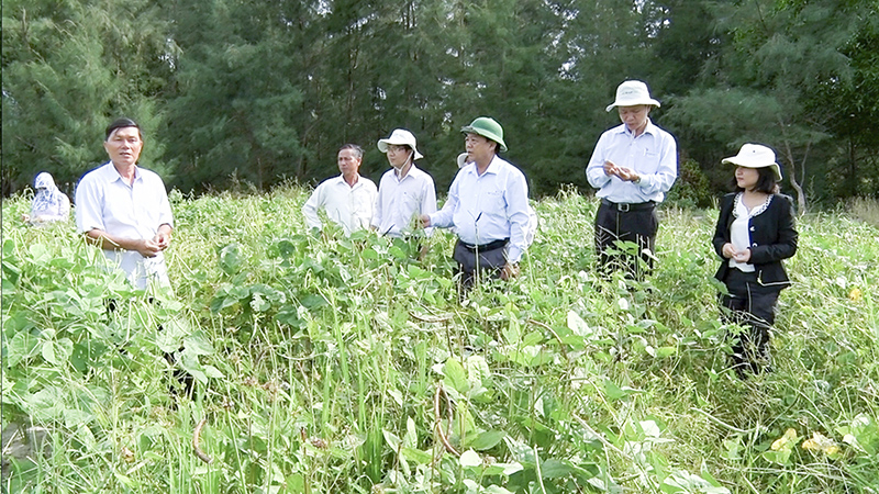 Lãnh đạo huyện Triệu Phong kiểm tra vùng trồng đậu đen xanh lòng ở xã Triệu Vân