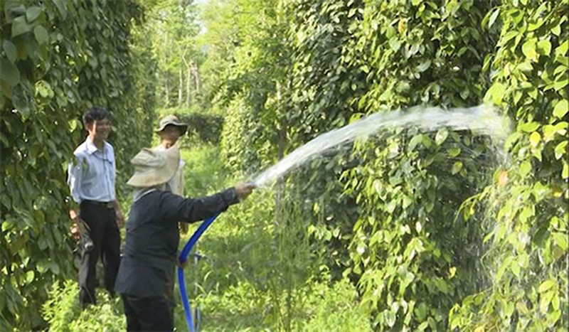 Chăm sóc vườn tiêu