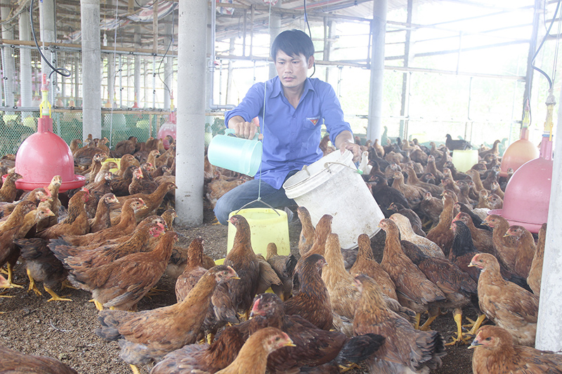 Đẩy mạnh áp dụng khoa học kỹ thuật trong phát triển chăn nuôi ở Gio Linh