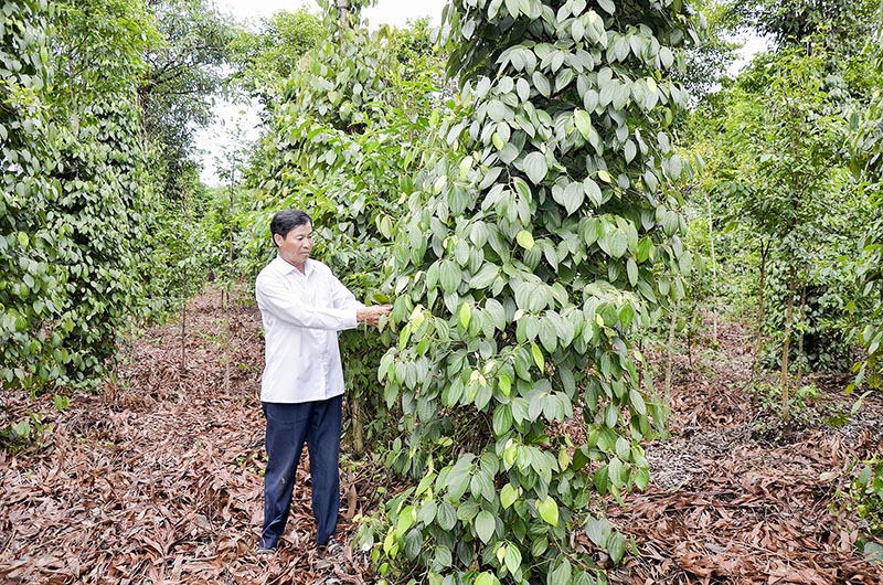 Ông Nguyễn Khắc Cận chăm sóc vườn tiêu