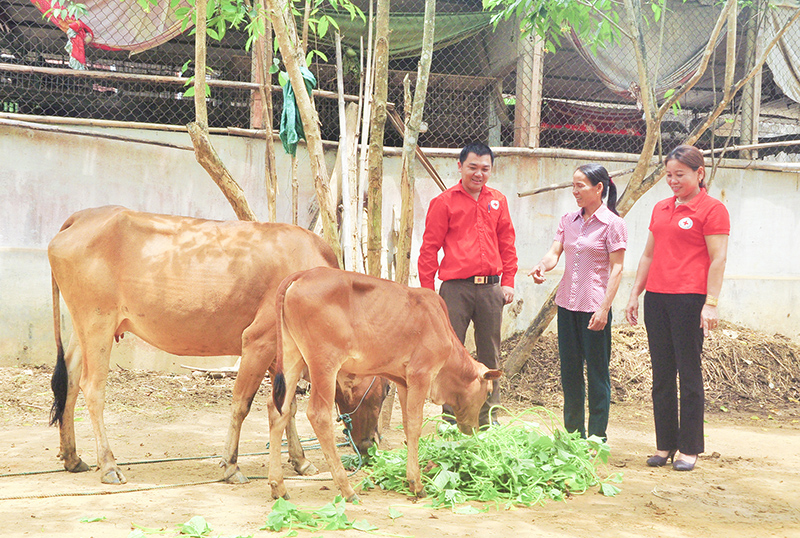 Gia đình chị Trần Thị Huệ (ở giữa) đã thoát nghèo nhờ con bò giống được tặng
