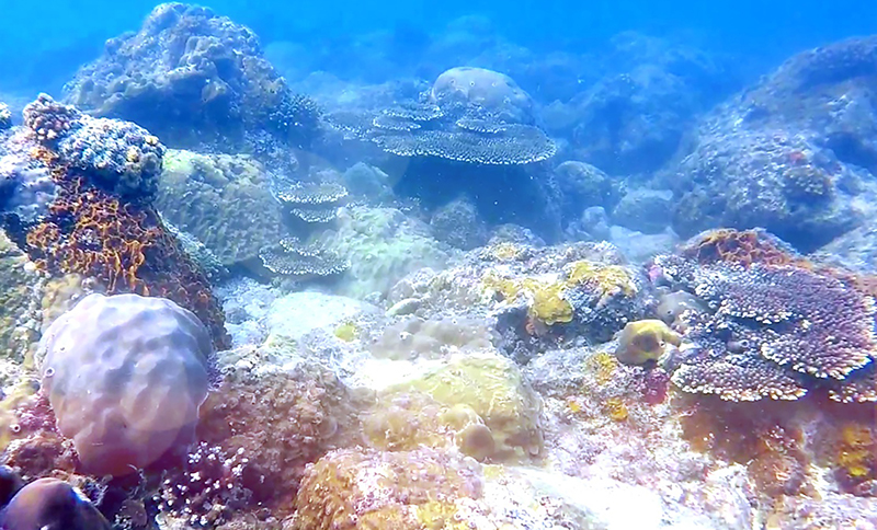 Nhờ được bảo vệ, các tập đoàn san hô dưới đáy biển phát triển tốt
