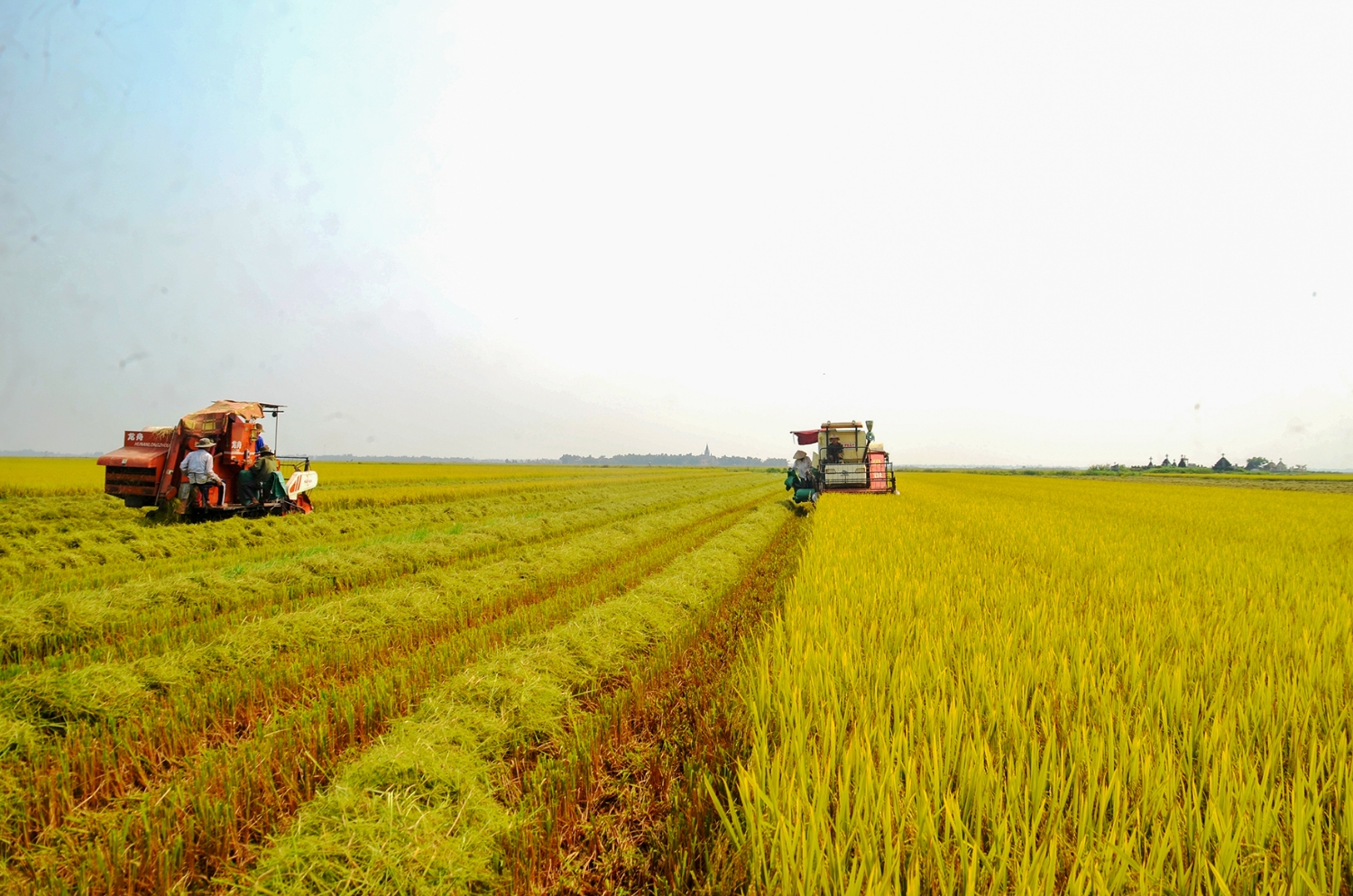 Sản xuất lúa theo mô hình cánh đồng lớn mang lại hiệu quả cao tại huyện Hải Lăng