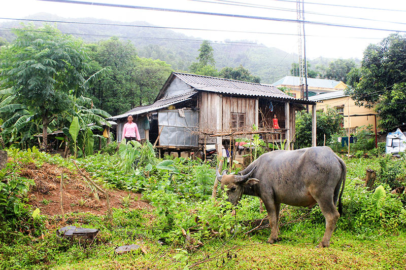 Nhiều hộ nghèo được các tổ chức đoàn thể huyện Hướng Hóa hỗ trợ kiến thức, giống cây, con để tổ chức sản xuất, thoát nghèo bền vững
