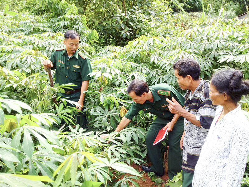 Cán bộ, chiến sĩ Đồn Biên phòng Cù Bai hướng dẫn người dân trồng sắn cao sản