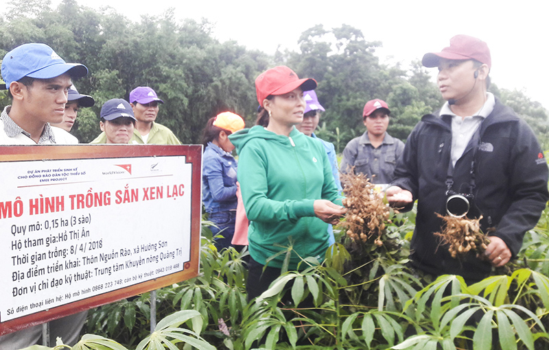 Mô hình trồng sắn xen lạc bước đầu mang lại hiệu quả kinh tế khá cao cho người dân Hướng Sơn và Hướng Linh