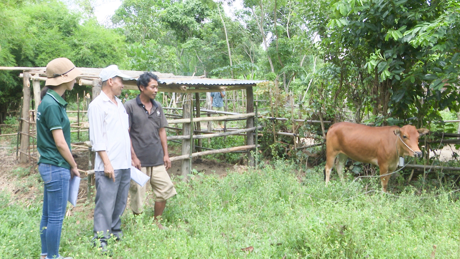 Đại diện tổ chức Renew và Hội Người khuyết tật, nạn nhân da cam và bảo trợ xã hội huyện Cam Lộ trao tặng bò giống tại xã Cam Tuyền