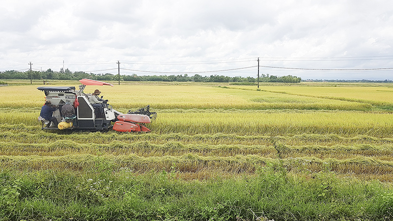 Huy động máy gặt khẩn trương thu hoạch lúa vụ hè thu