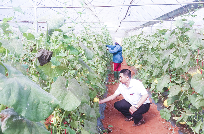 Ông Lê Văn Sơn ứng dụng tiến bộ kỹ thuật để trồng dưa lưới