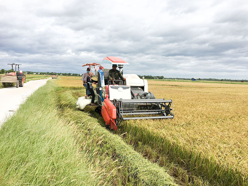 Khẩn trương thu hoạch lúa vụ hè thu