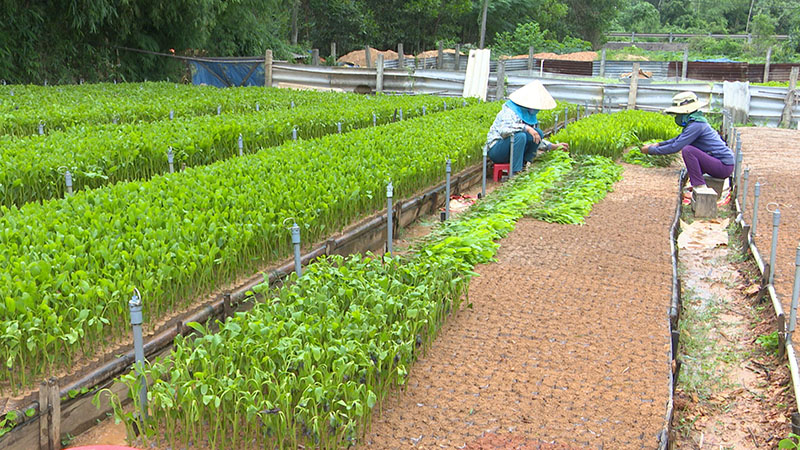 Nông dân thôn An Mỹ khẩn trương ươm giống cây lâm nghiệp
