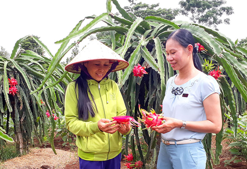 anh suong   thanh long ruot do 1