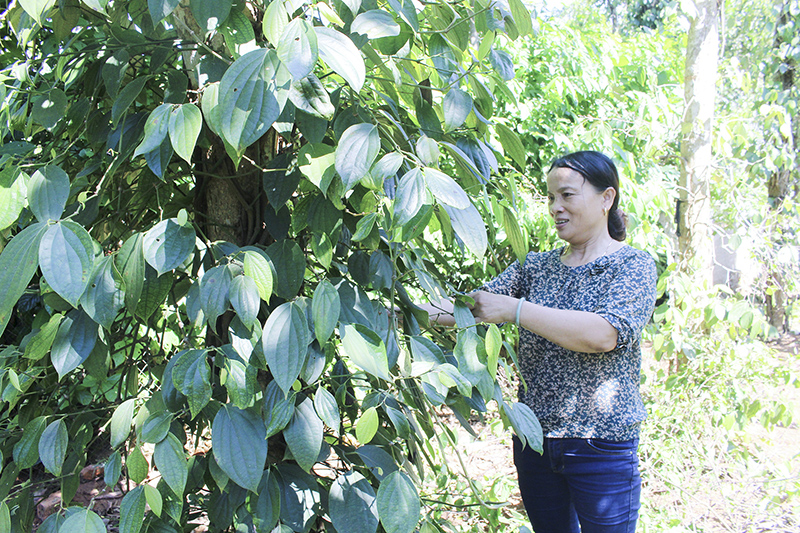 Chị Linh gương mẫu trong phát triển kinh tế gia đình để làm gương cho các hội viên, phụ nữ noi theo
