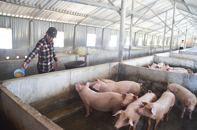 Một trang trại chăn nuôi di dời ra vùng cát thôn Cổ Lũy, xã Hải Ba, huyện Hải Lăng hiện làm ăn ổn định