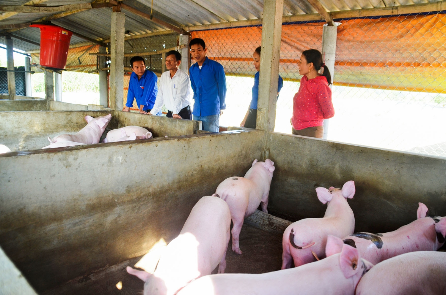 Một trang trại chăn nuôi quy mô lớn ở xã Hải Ba được di dời ra vùng quy hoạch xa khu dân cư