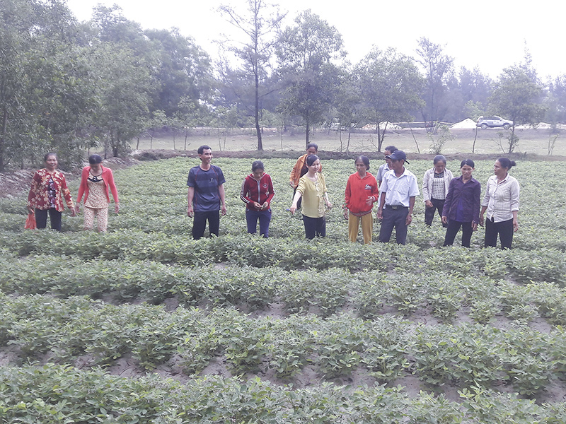 Mô hình trồng khoai lang tím Nhật Bản tại xã Trung Giang, Gio Linh