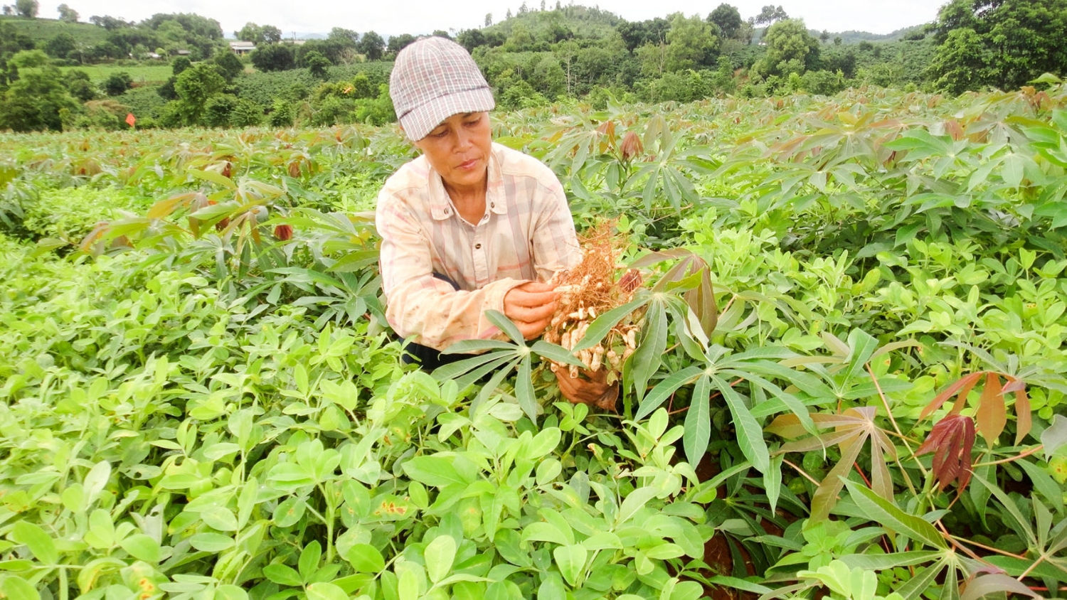 Các vườn sắn trồng thâm canh, xen canh phát triển tốt