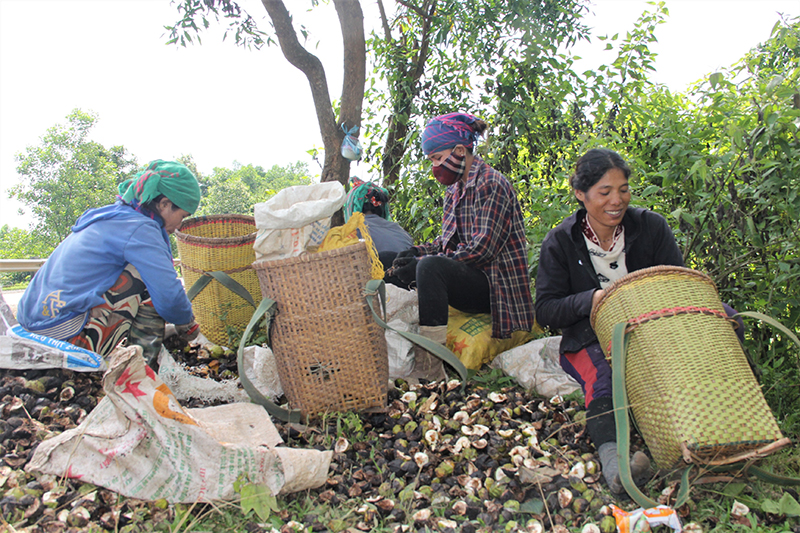 Phụ nữ Vân Kiều ở xã Hướng Tân vào rừng nhặt quả trẩu mang về bán