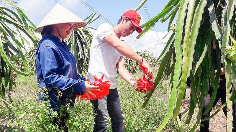 Thanh long ruột đỏ là một trong những sản phẩm chủ lực của xã Vĩnh Thủy