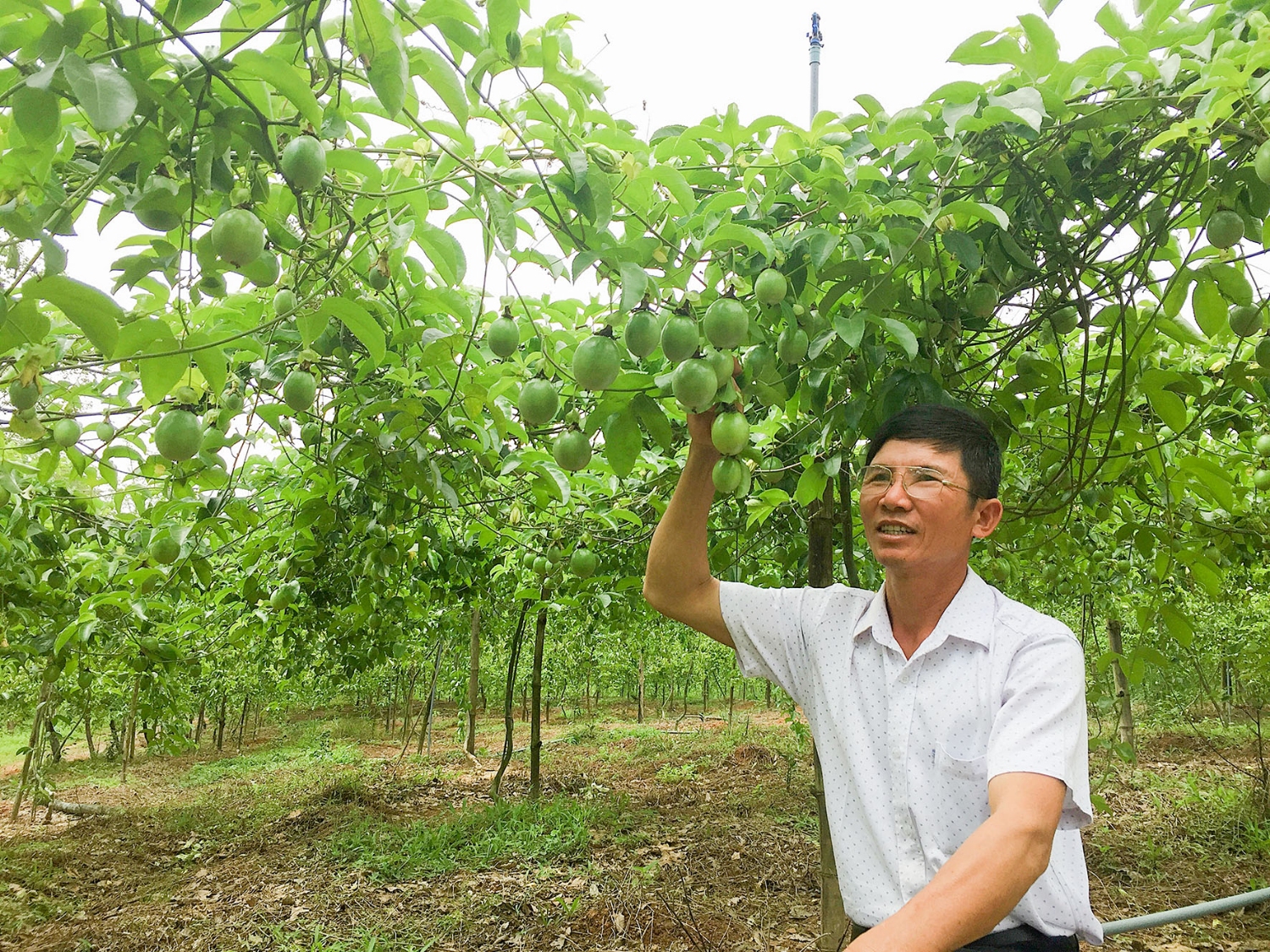 Vườn chanh leo của gia đình anh Trần Thanh Hảo