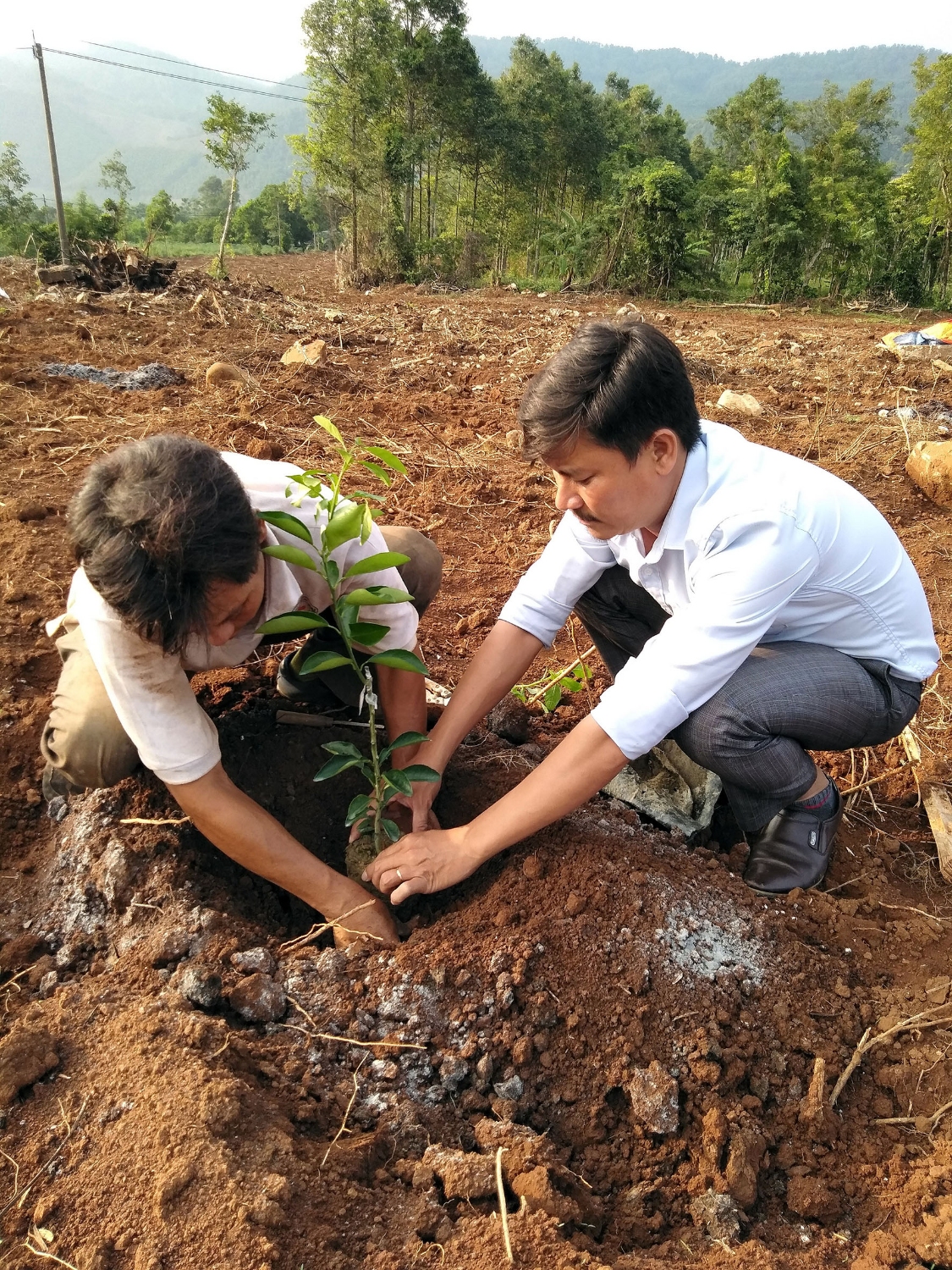 Hướng dẫn hộ thực hiện mô hình trồng cam theo đúng kỹ thuật