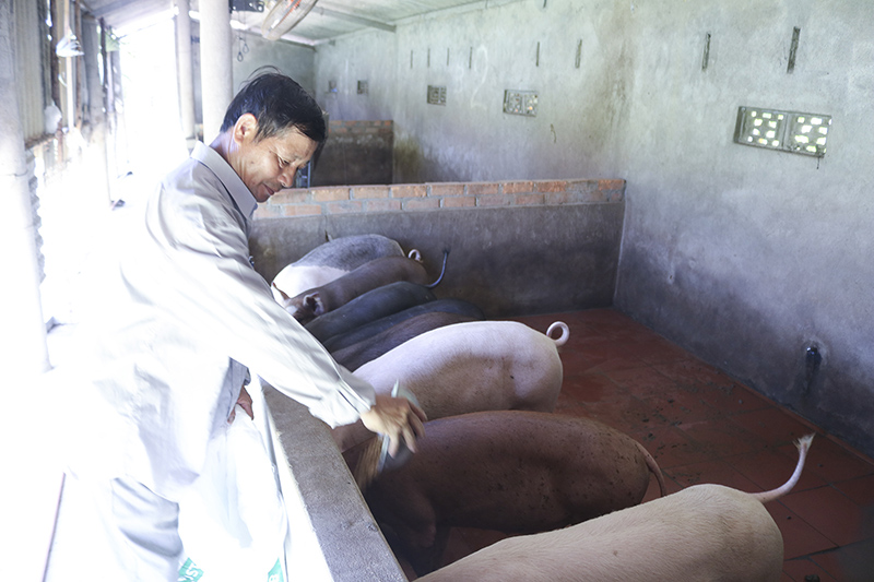 Một mô hình chăn nuôi hiệu quả của nông dân thị trấn Hồ Xá, Vĩnh Linh