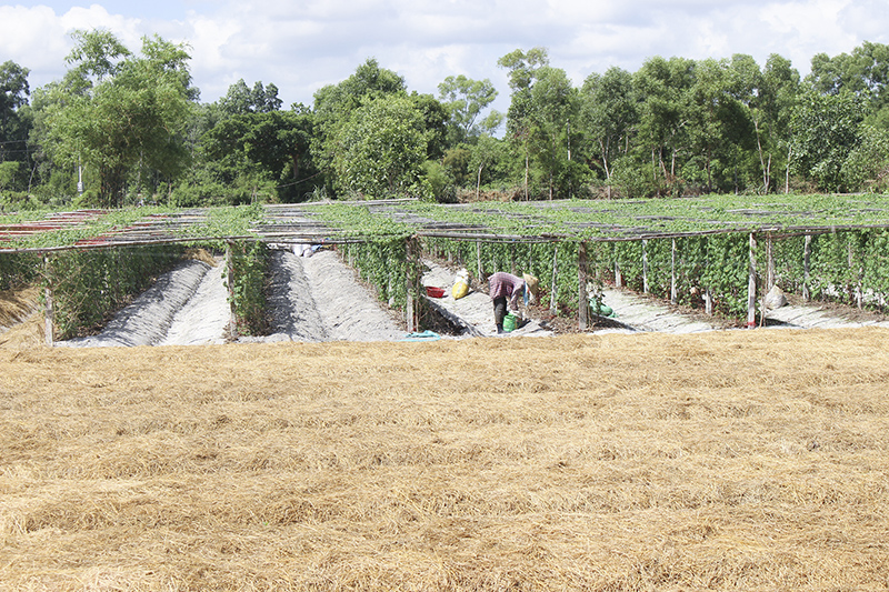 Mô hình trồng ném xen canh mướp đắng cho hiệu quả kinh tế ở Hải Dương, Hải Lăng