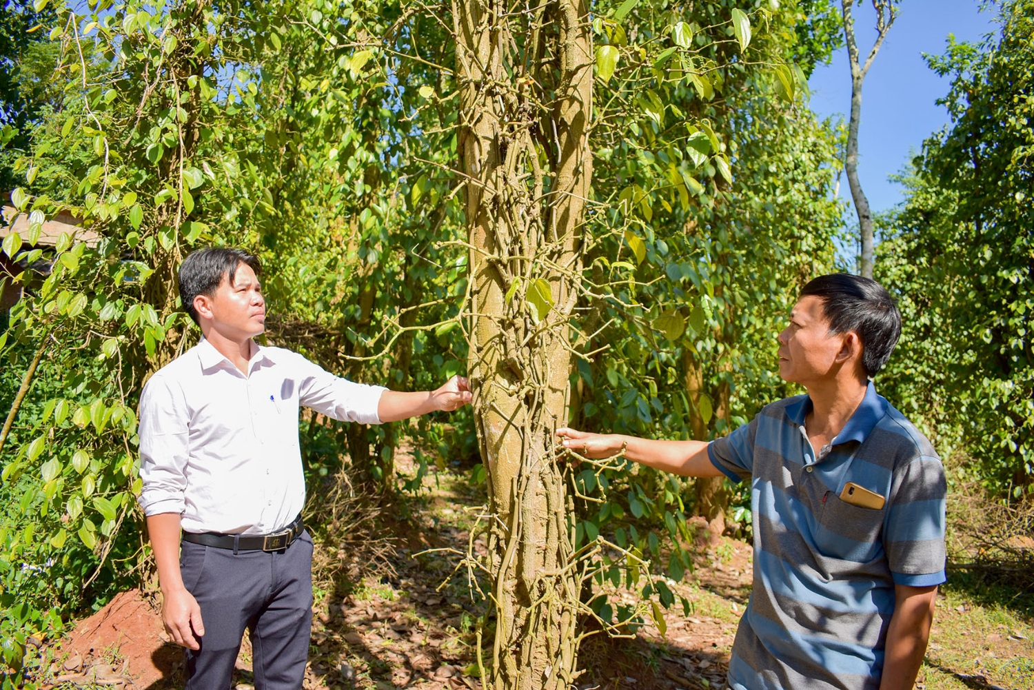 Khoảng 20 ha tiêu tại Hướng Hóa bị nhiễm sâu bệnh