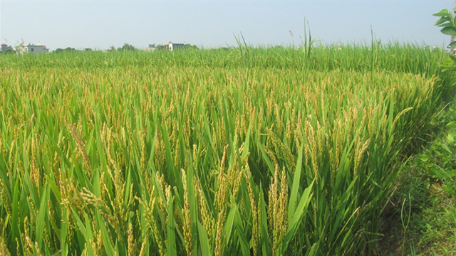 Quảng Trị triển khai các mô hình nông nghiệp thích ứng với biến đổi khí hậu