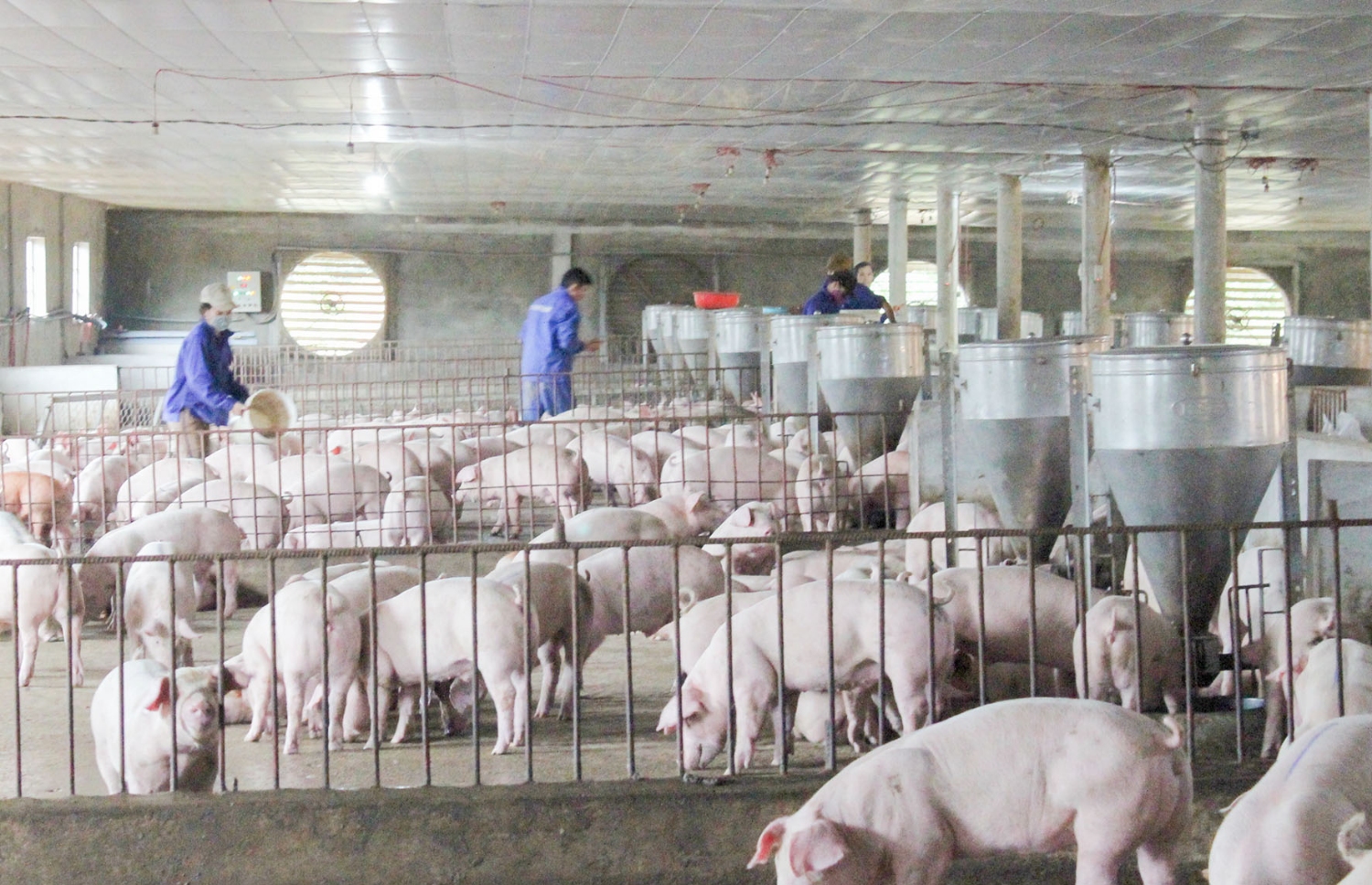 Một trang trại áp dụng tiến bộ khoa học kỹ thuật trong chăn nuôi lợn